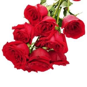 Meet your Posher, Carmelina